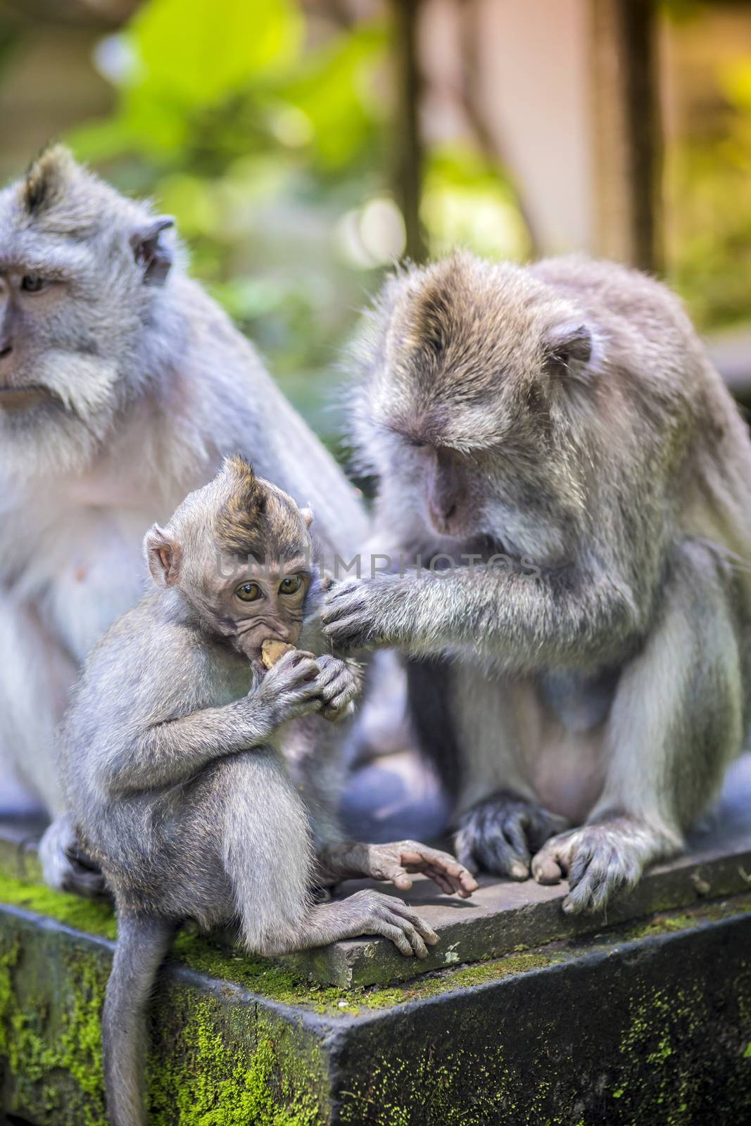 Long Tailed Macaque with her Infant , Sacred Monkey Forest, Ubud. Bali, Indonesia