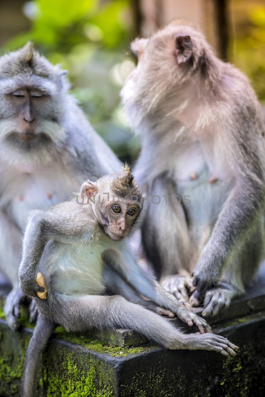 Long Tailed Macaque with her Infant , Sacred Monkey Forest, Ubud. Bali, Indonesia