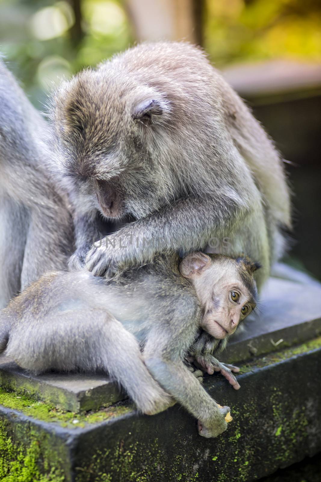 Long Tailed Macaque with her Infant , Sacred Monkey Forest, Ubud. Bali, Indonesia