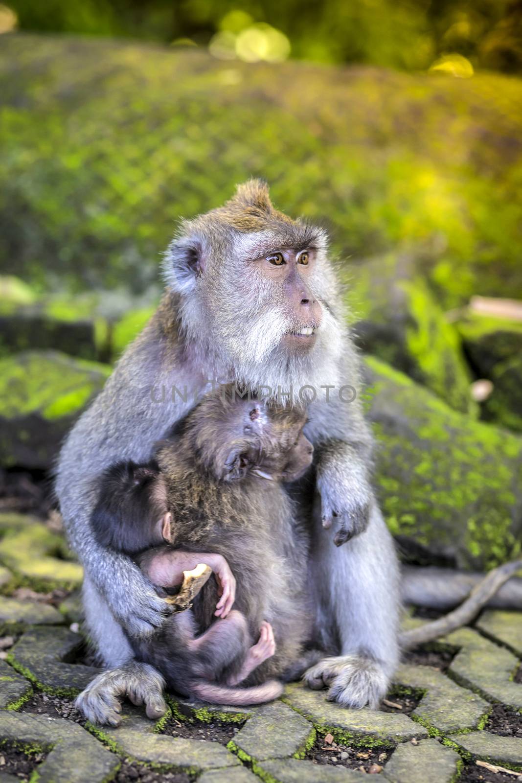 Long Tailed Macaque with her Infant , Sacred Monkey Forest, Ubud. Bali, Indonesia