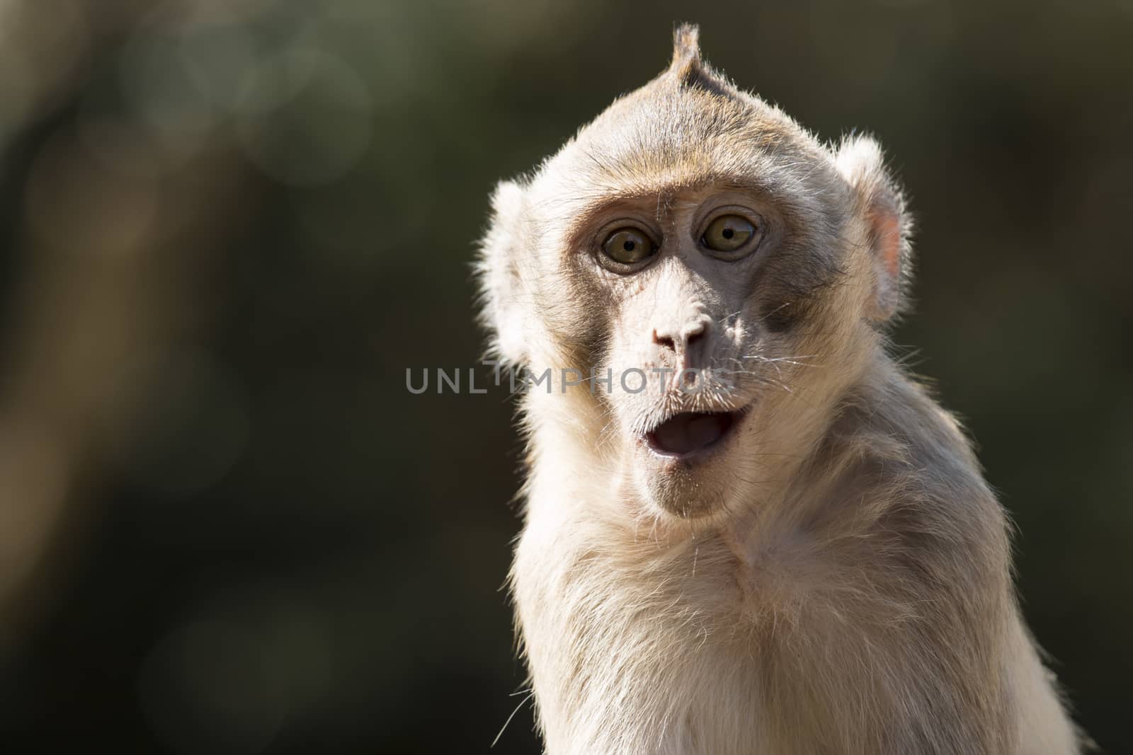 Wildlife Monkey Portrait by Chattranusorn09