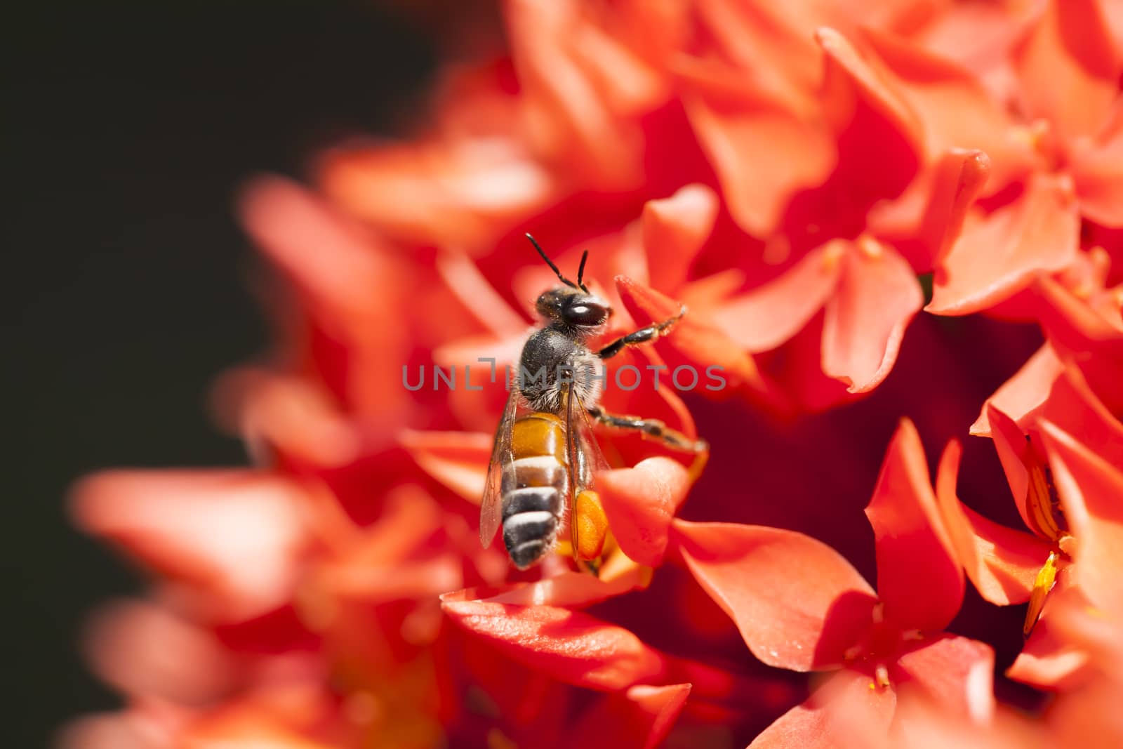 Close up Ixora and Bee by Chattranusorn09