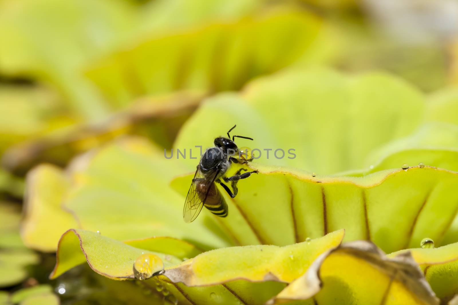 Close up bee and green floating water lettuce, Pistia stratiotes