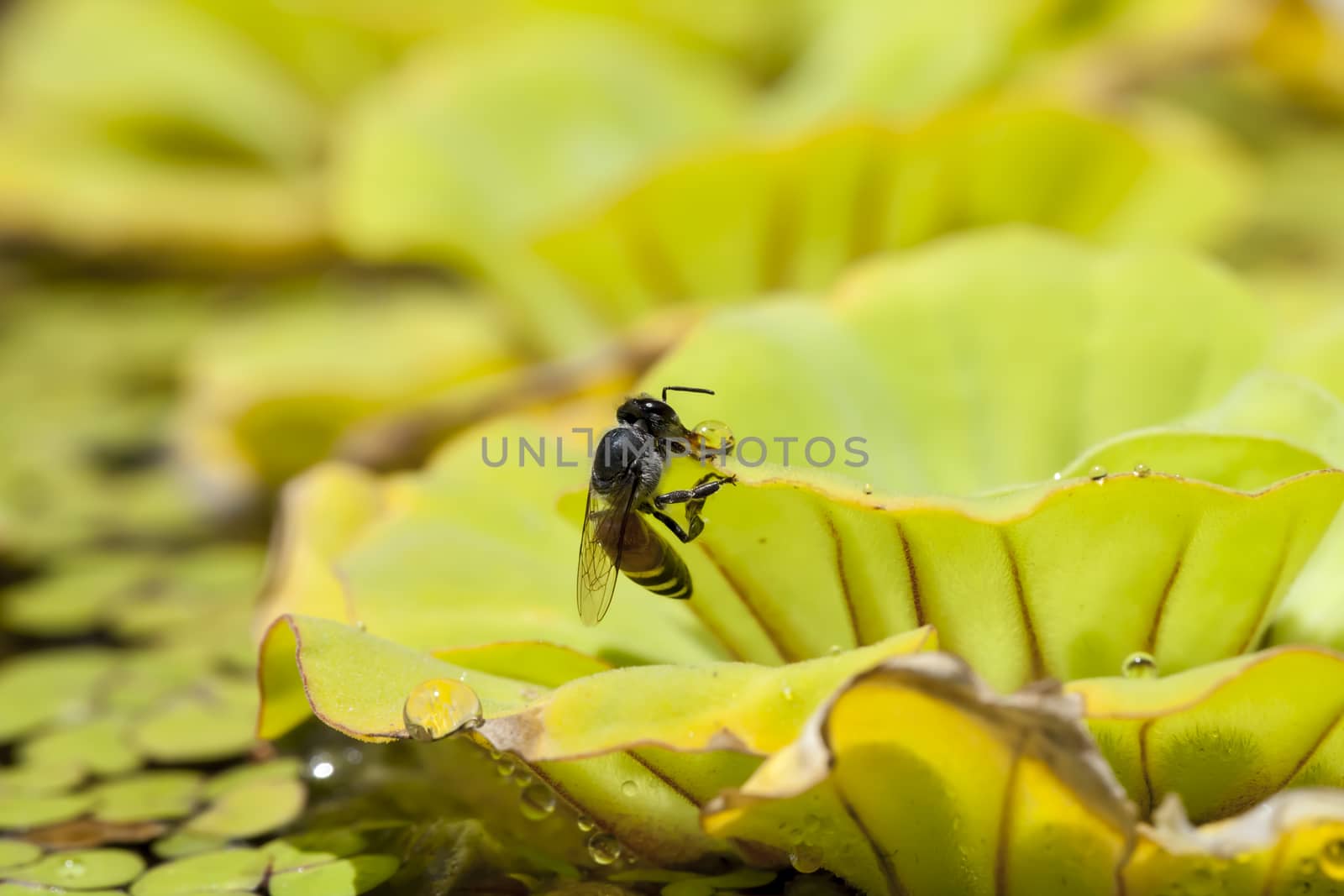 Close up bee and green floating water lettuce by Chattranusorn09