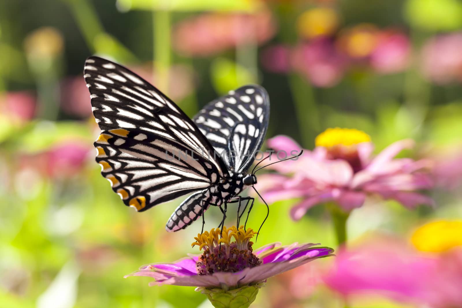 Butterfly on flowers for nectar and pollen of flowers.