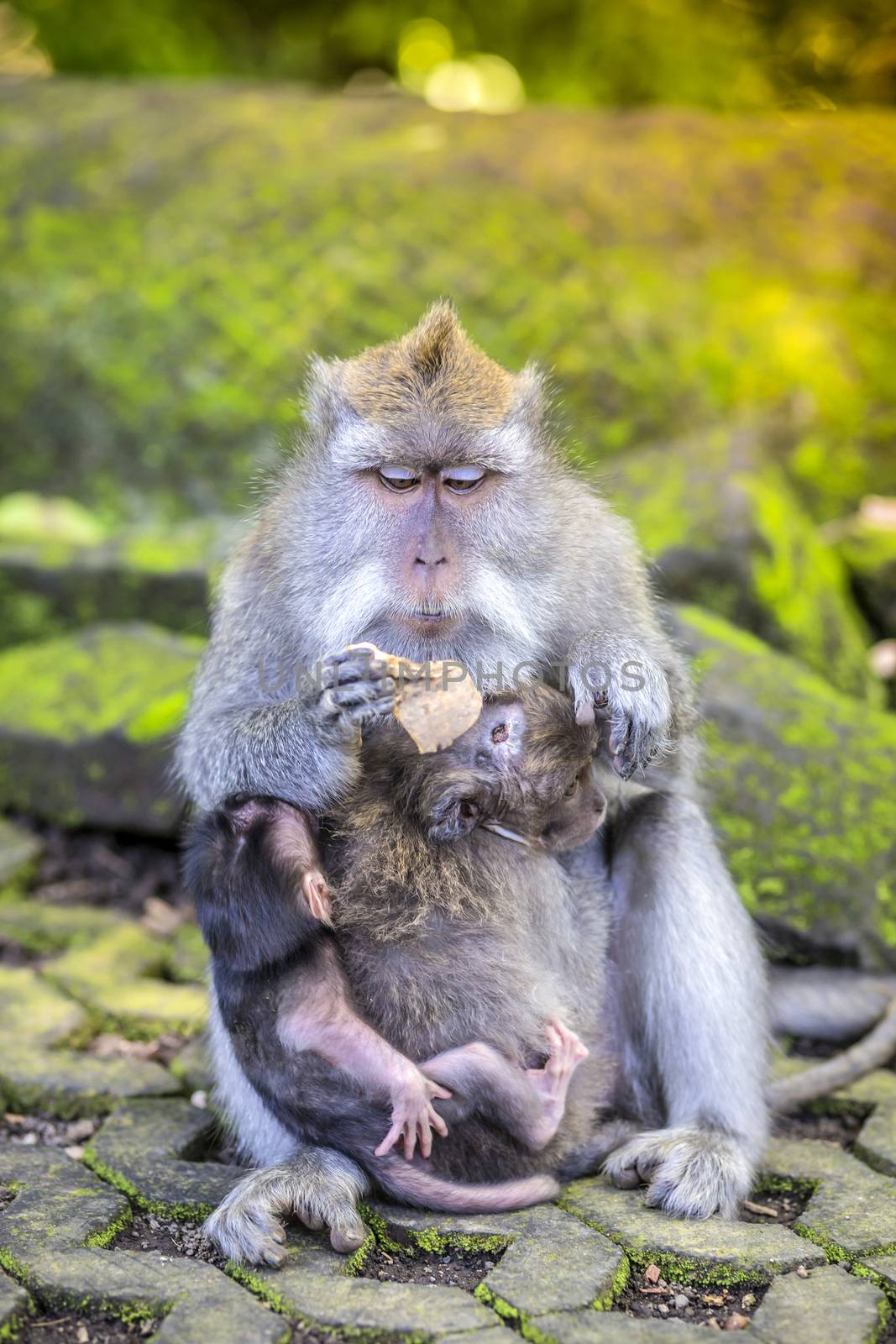 Long Tailed Macaque with her Infant , Sacred Monkey Forest, Ubud. Bali, Indonesia