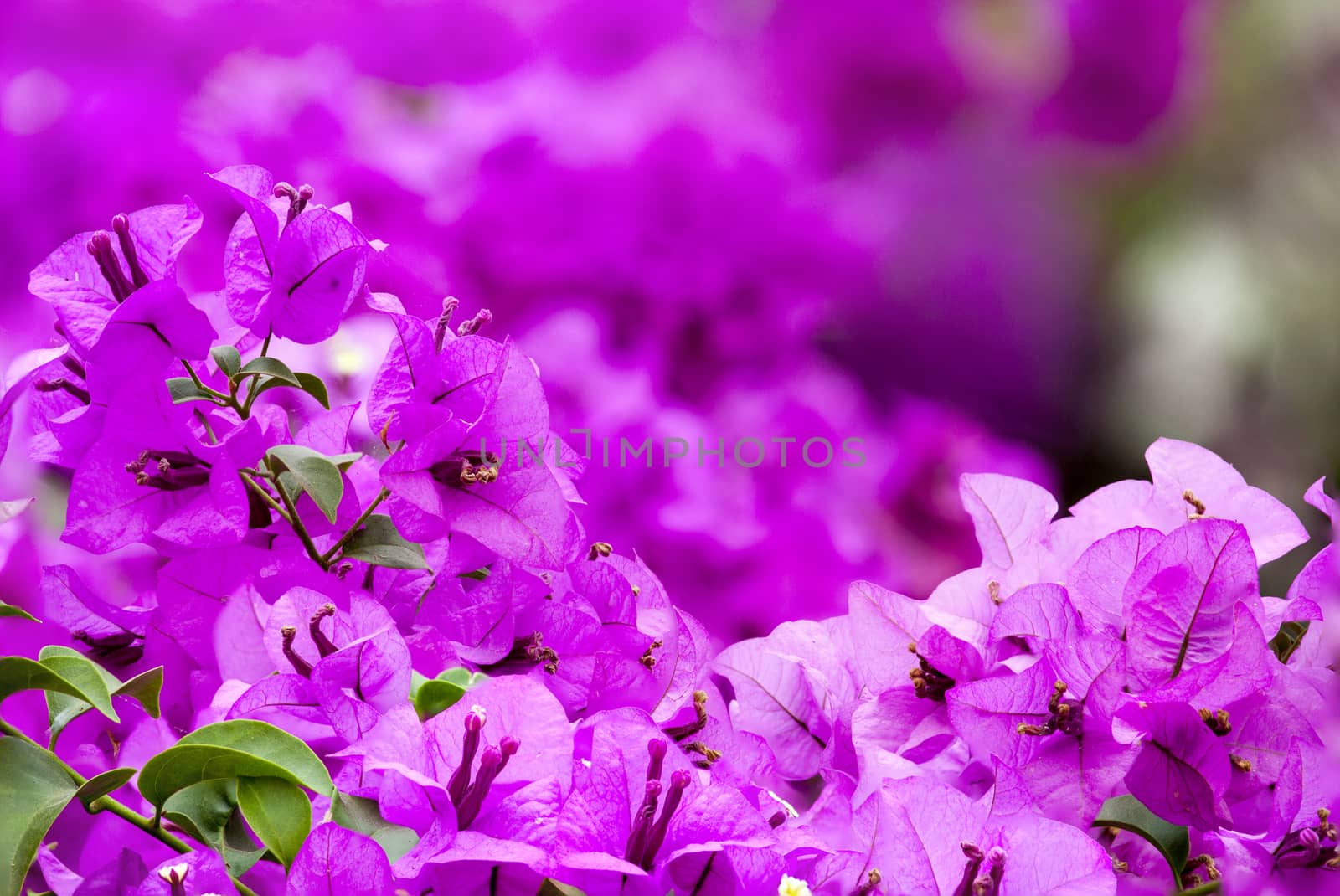 Pink Bougainvillea with leaves in the garden ,grass background blurry,shot in nature