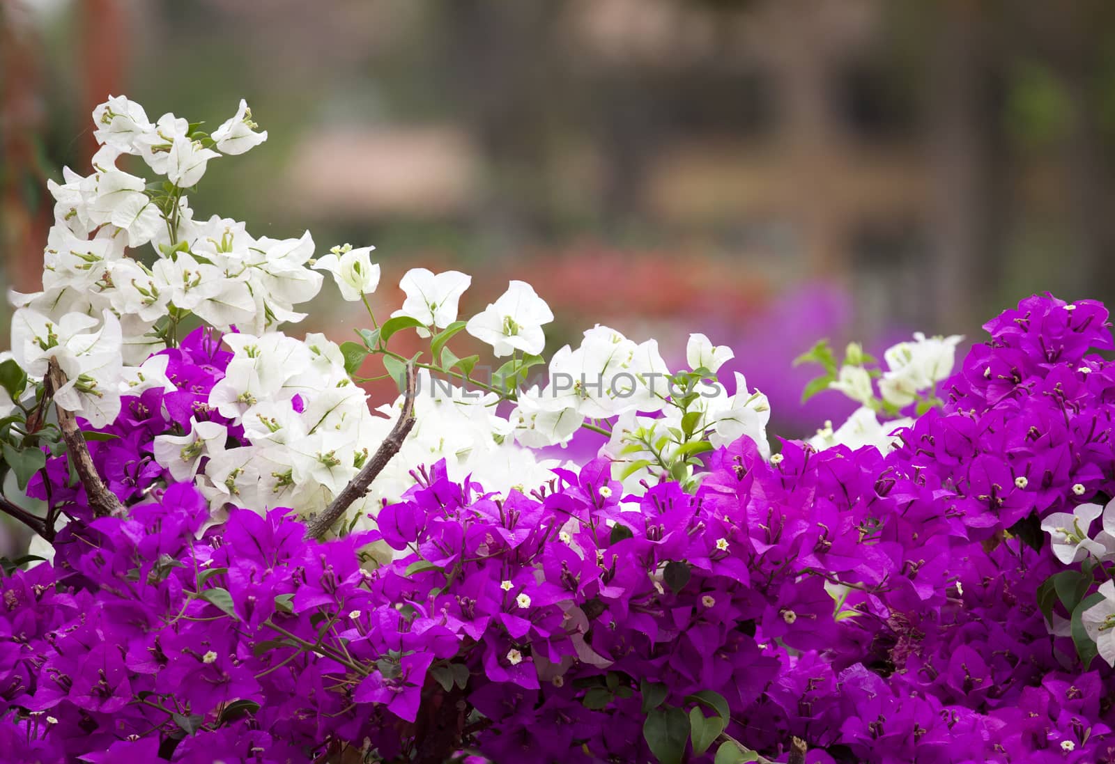 white and pink bougainvillea on nature background