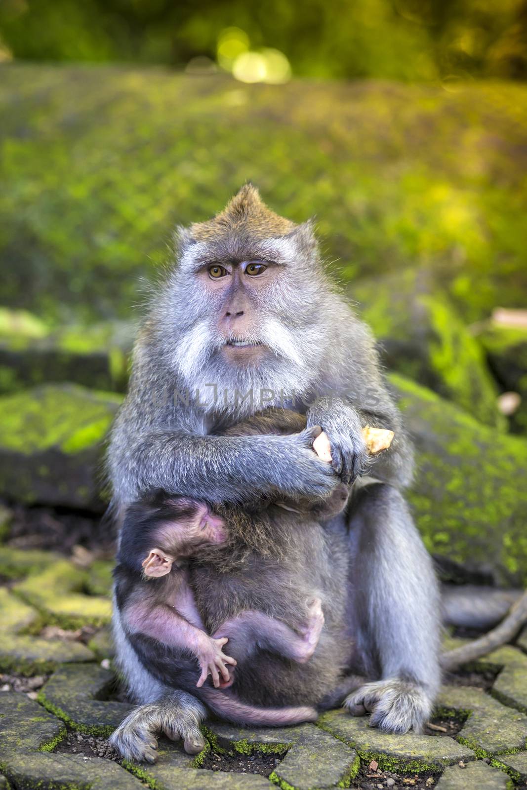 Long Tailed Macaque with her Infant , Sacred Monkey Forest, Ubud. Bali, Indonesia