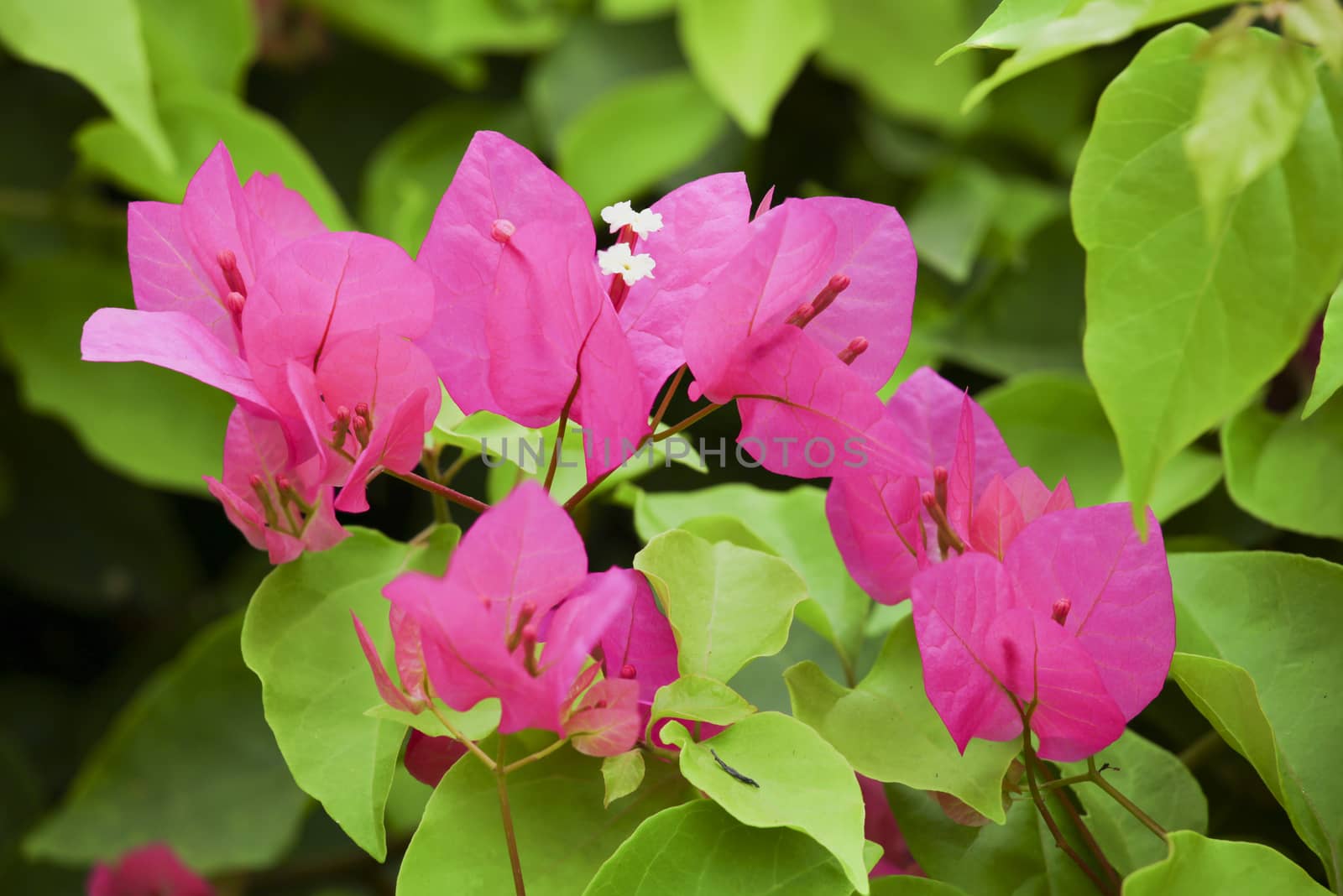 Pink Bougainvillea flowers on the branch was taken in nature.