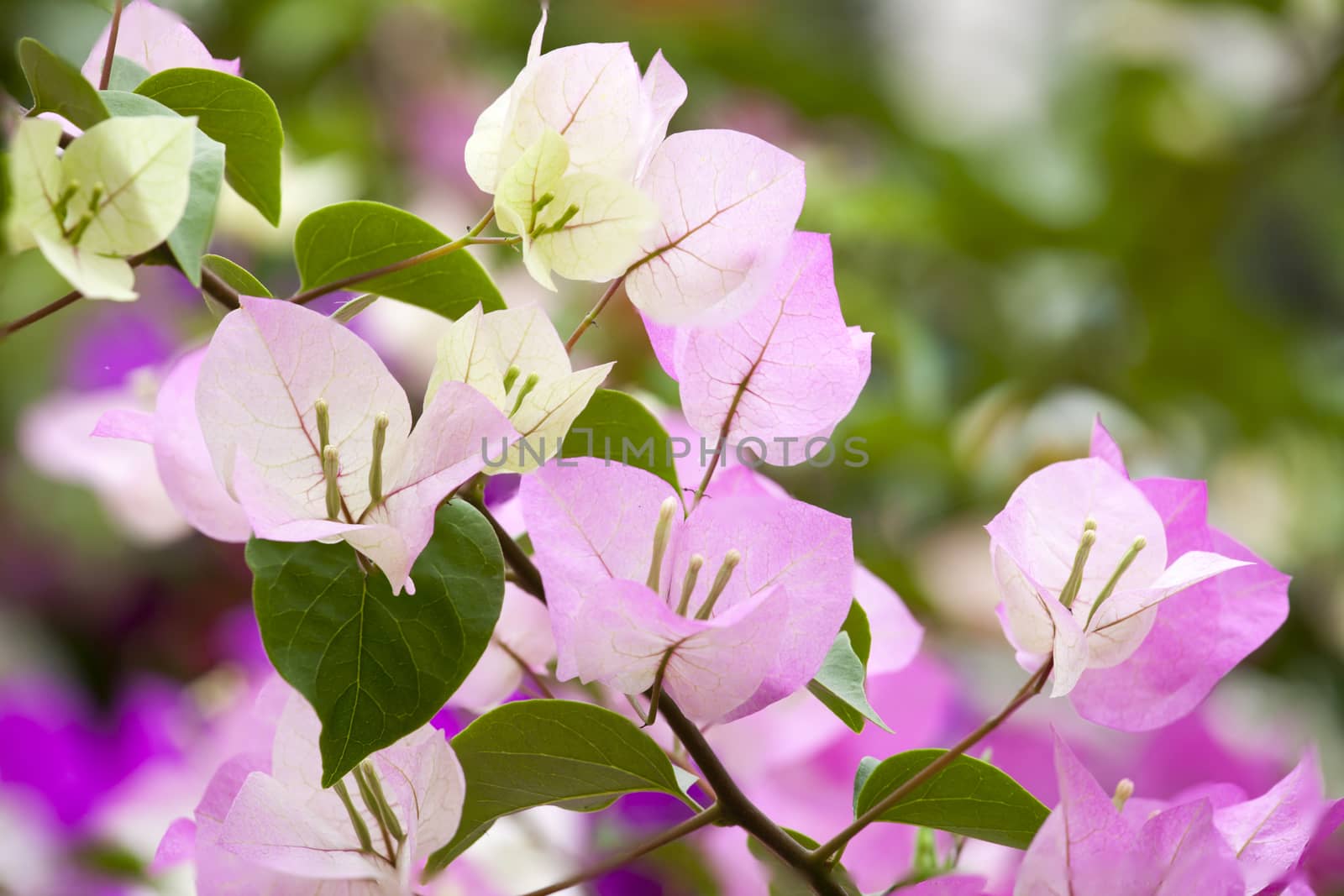 Pink Bougainvillea and leave  was taken in nature.