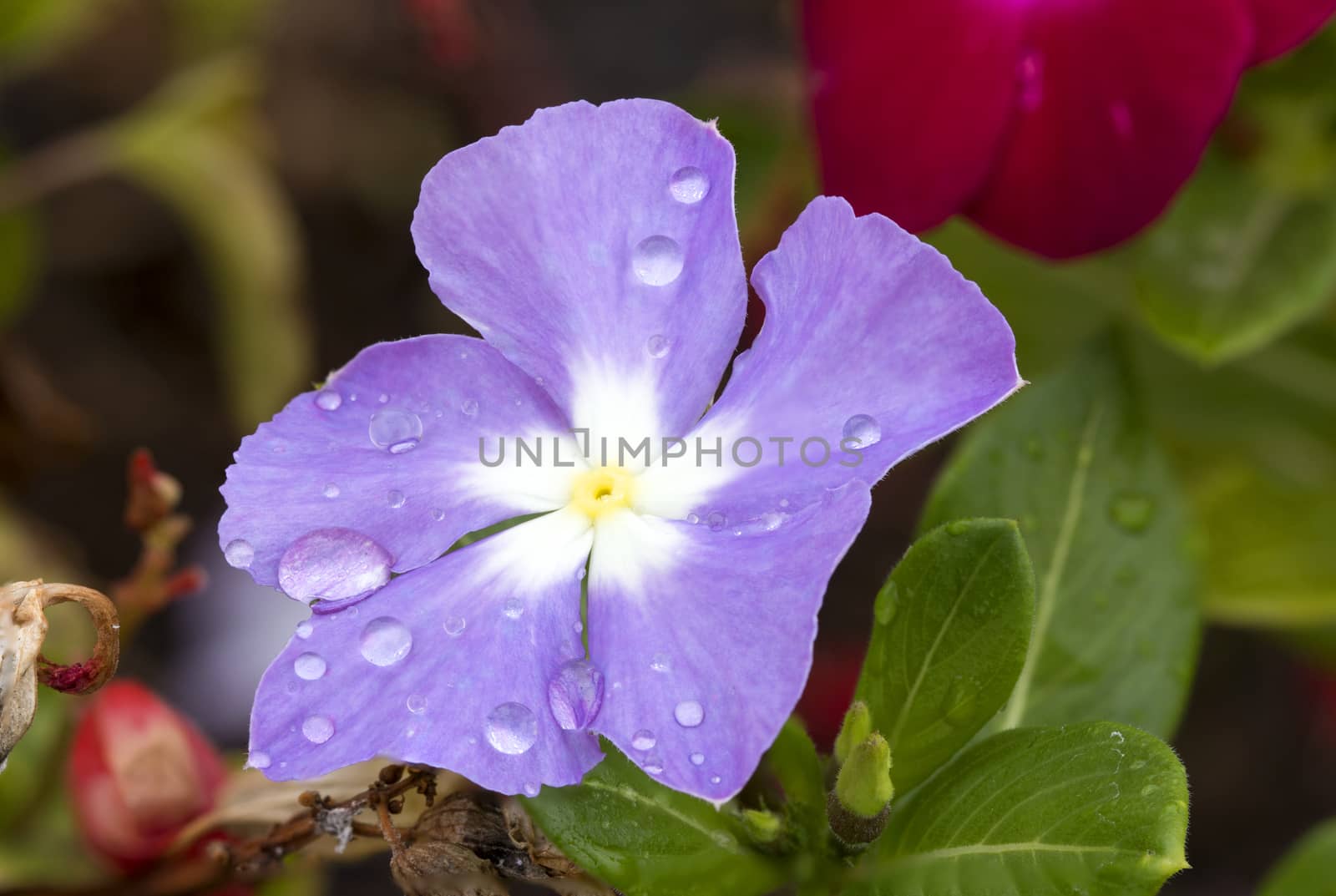 Violet Cape Periwinkle, Vinca and drop by Chattranusorn09
