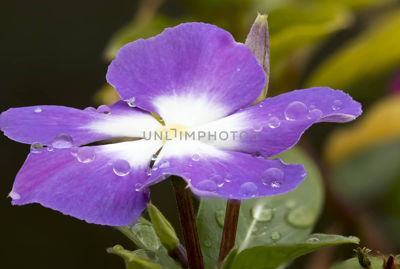 Cape Periwinkle was taken in the garden after the rain.