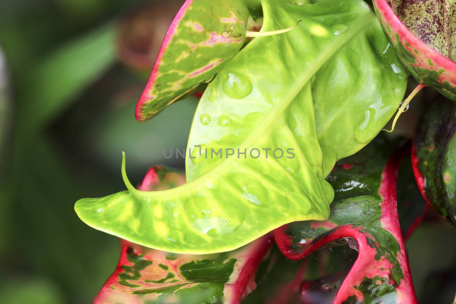 Codiaeum variegatum close up shot in nature