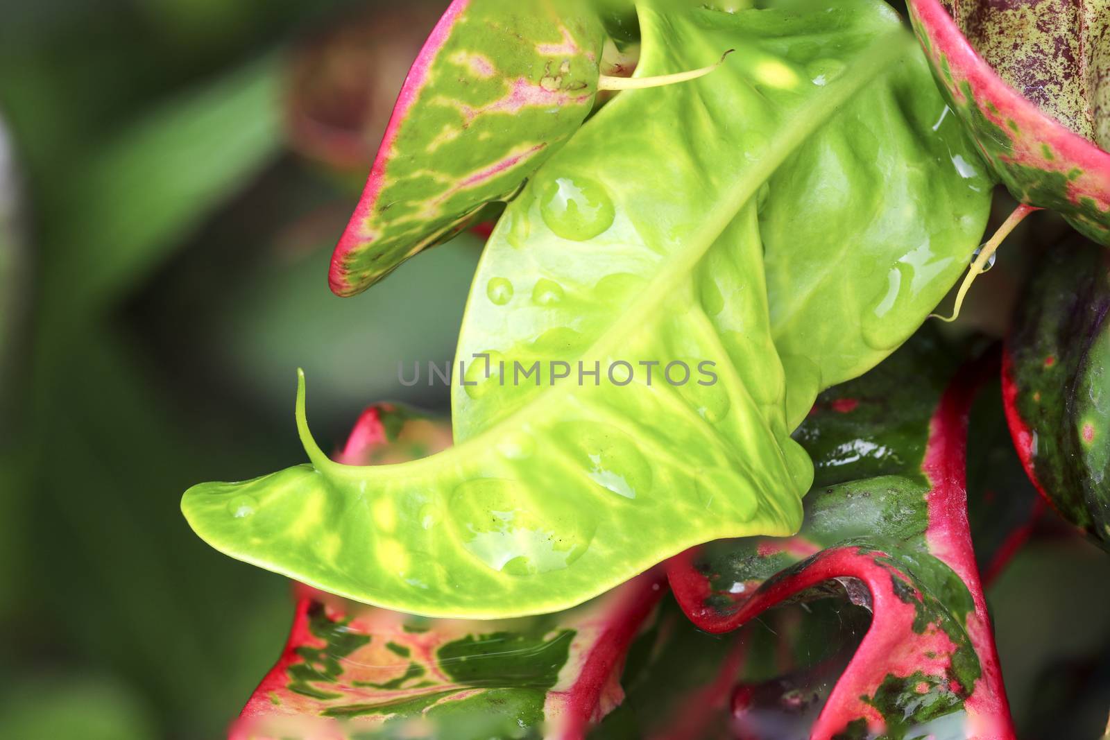 Codiaeum variegatum close up shot in nature