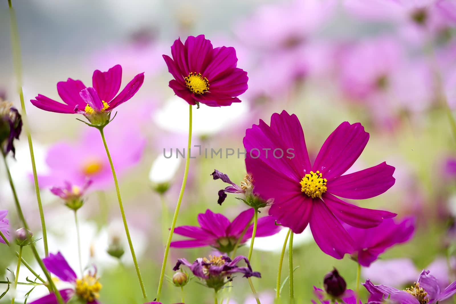 Close up cosmos multi color  flower in the garden