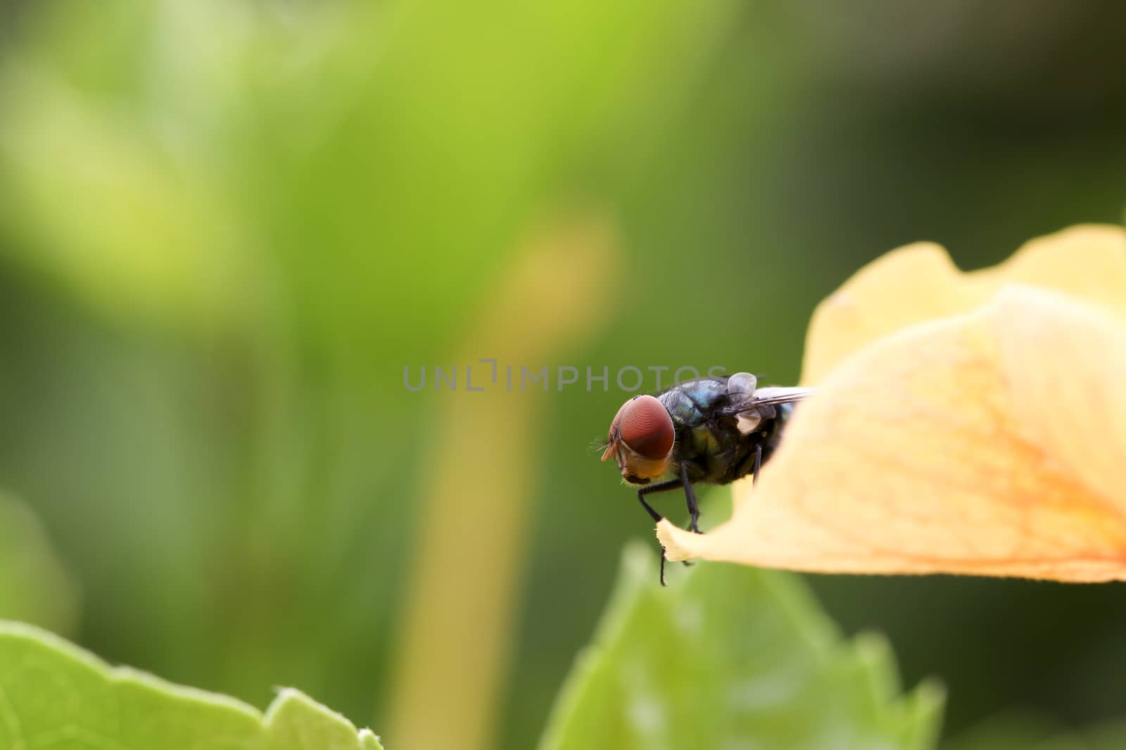 Fly on the hibiscus petals was shot in nature