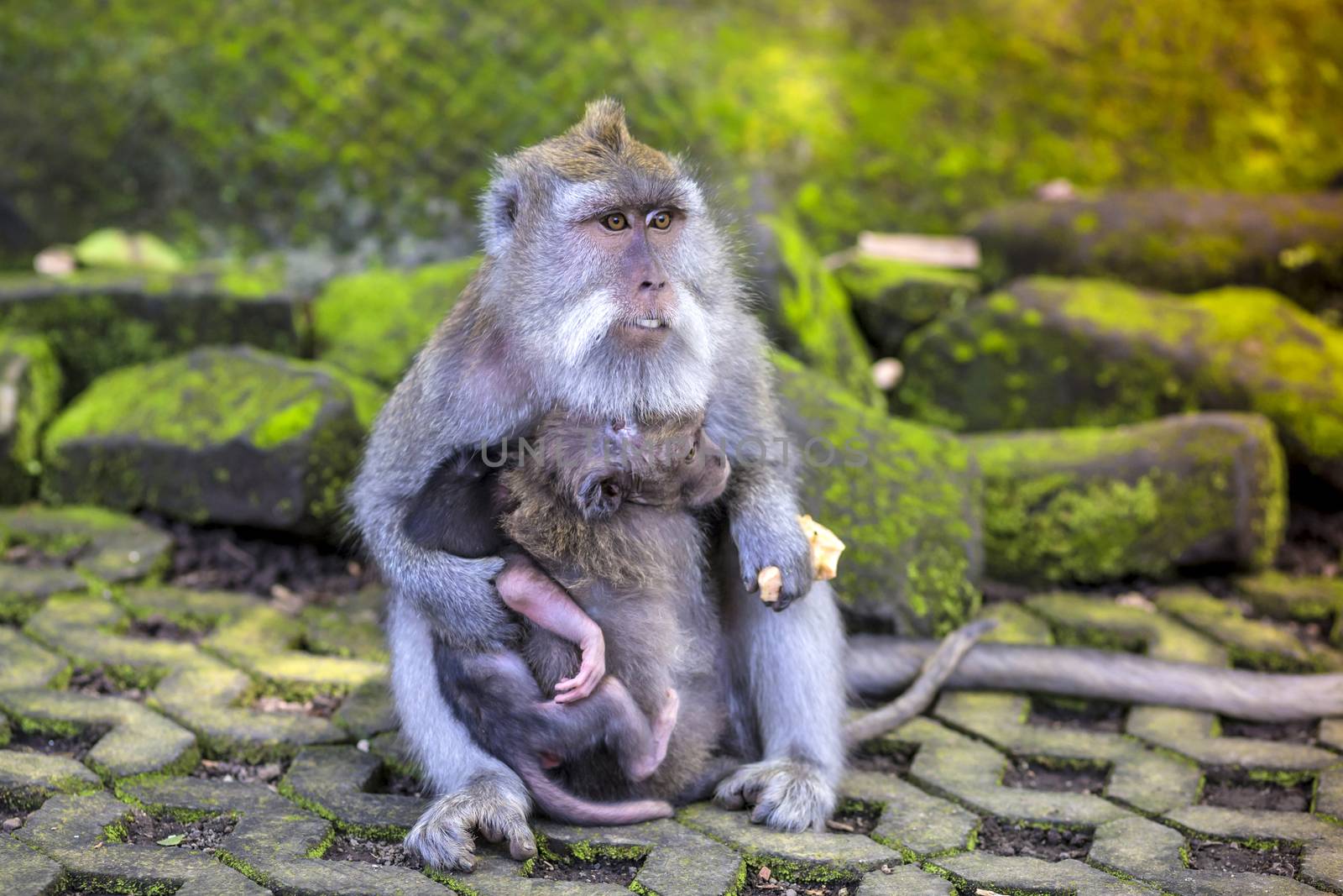 Long Tailed Macaque with her Infant , Sacred Monkey Forest, Ubud. Bali, Indonesia