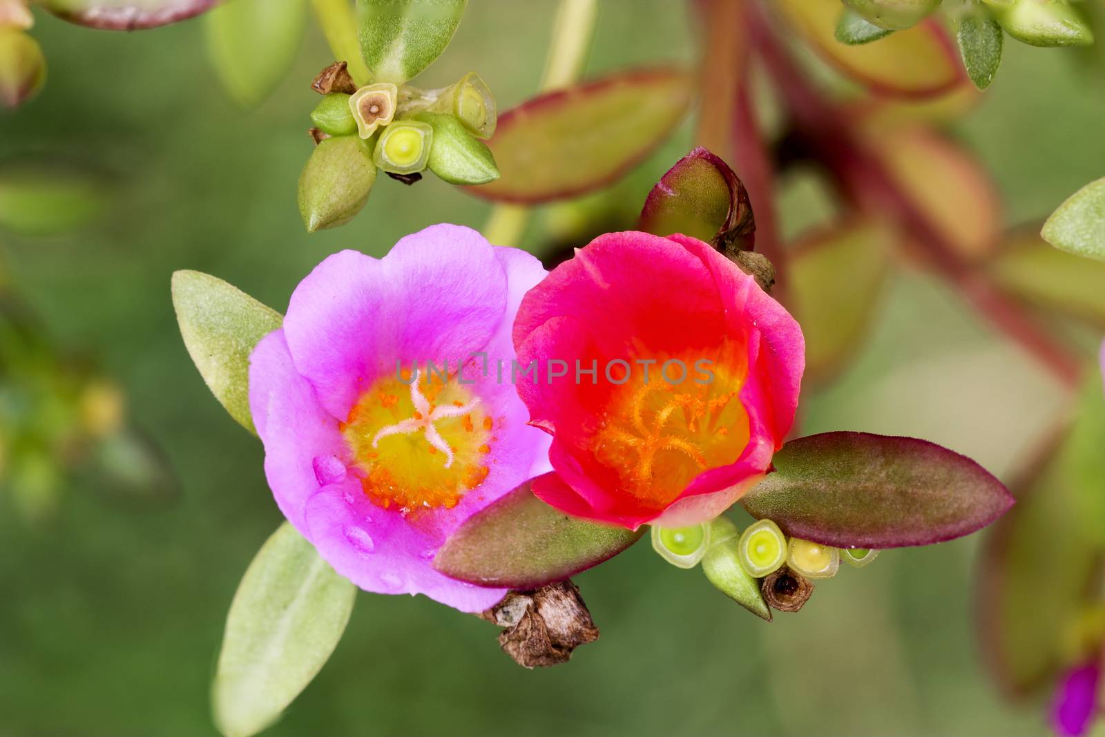 Close up pink Common Purslane, Verdolaga, Pigweed, Little Hogwee by Chattranusorn09