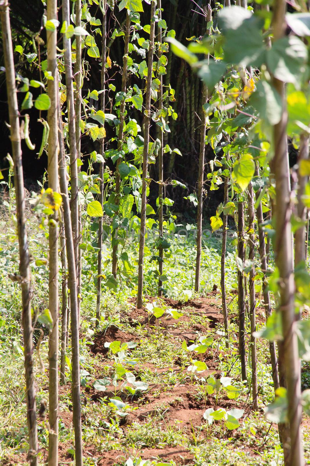 String bean in the garden