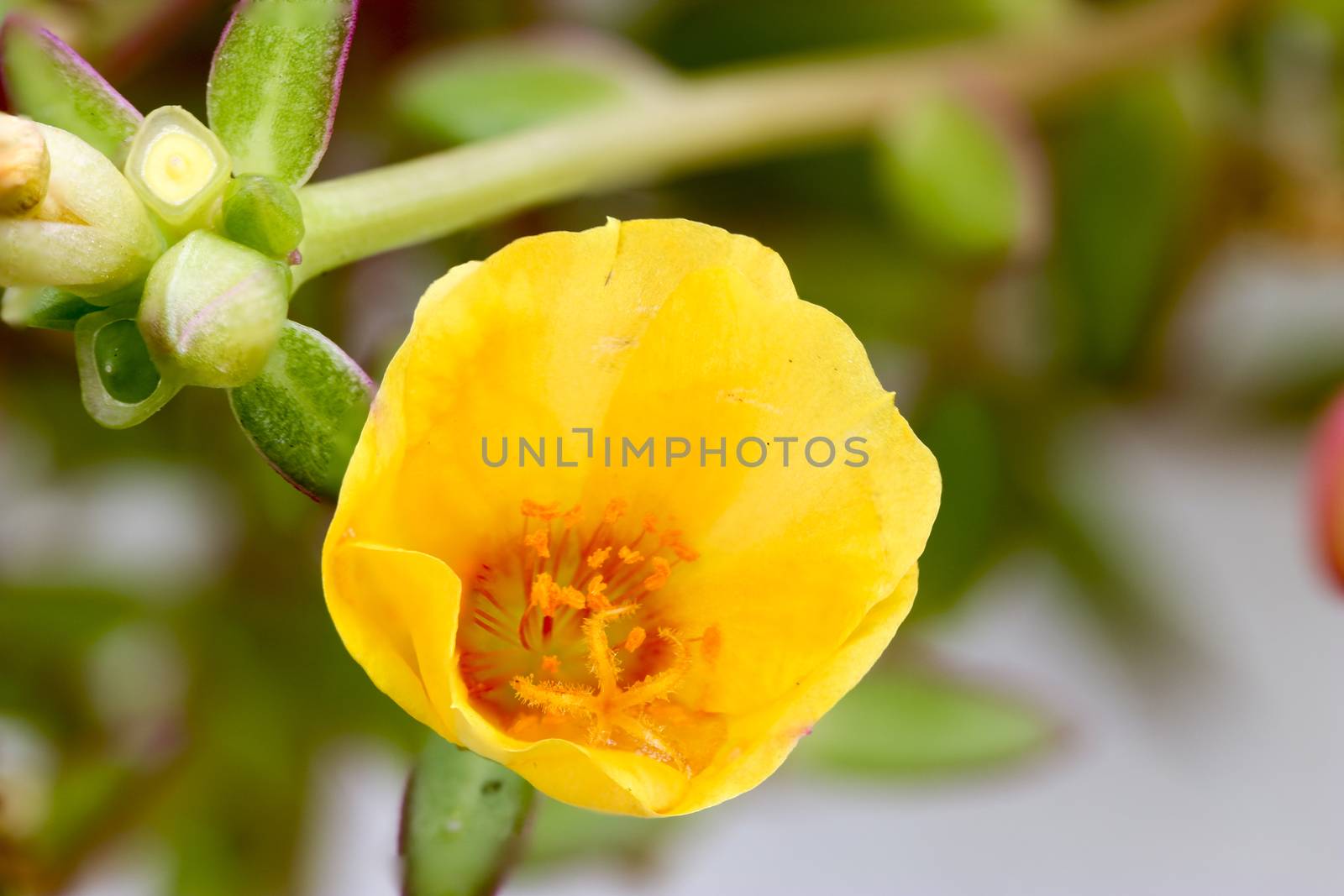 Close up Common Purslane, Verdolaga, Pigweed, Little Hogweed or Pusley was shot in nature