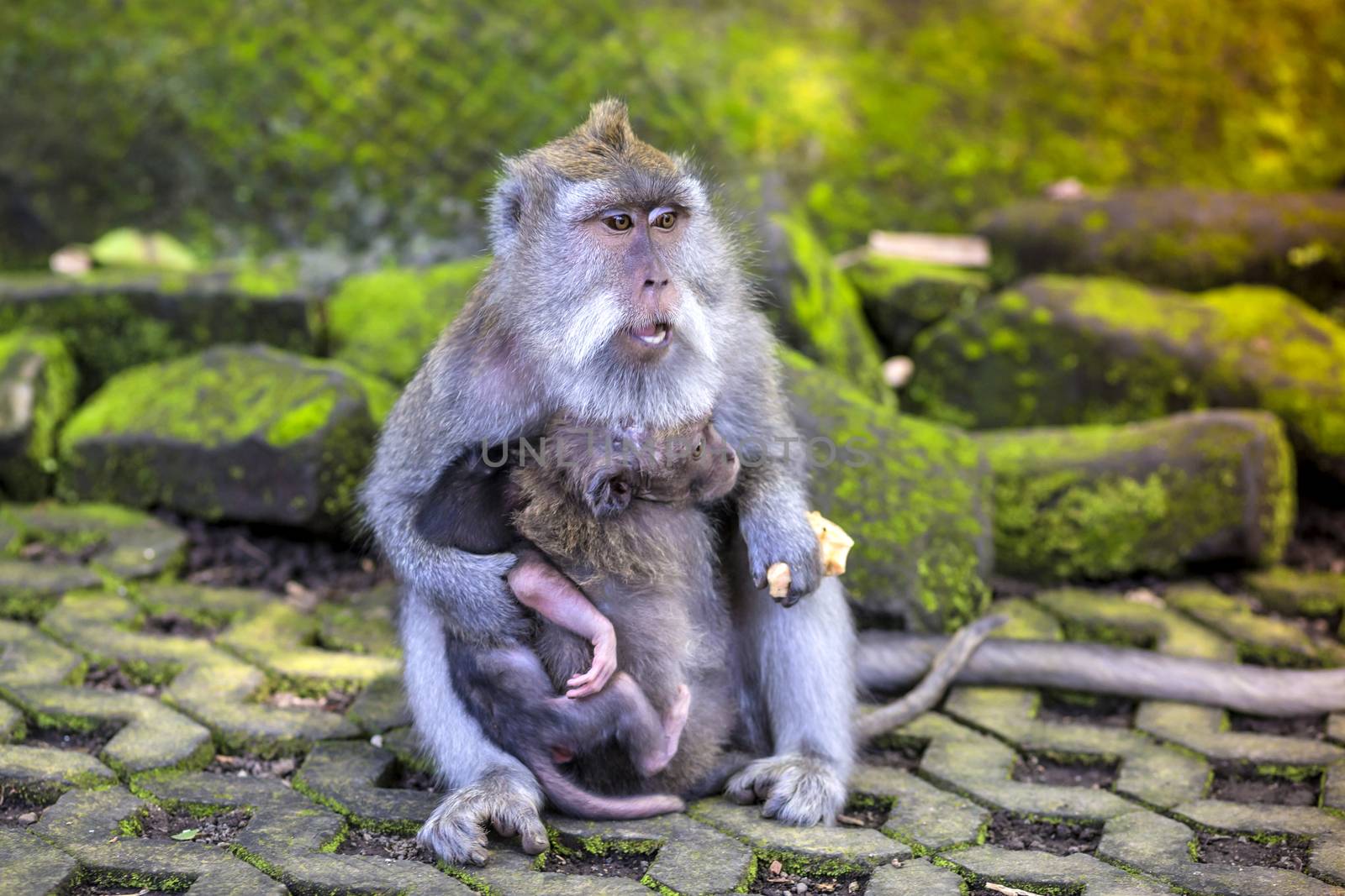 Long Tailed Macaque with her Infant , Sacred Monkey Forest, Ubud. Bali, Indonesia