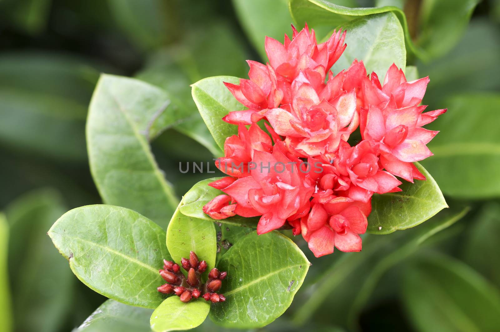 Close up ixoras, lovely small tiny red flowers in groups with natural environment outdoor under sunlight