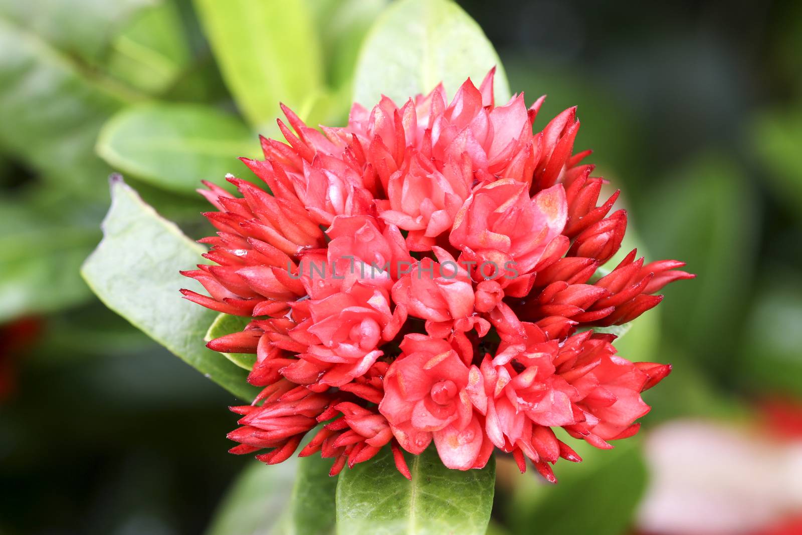 Close up ixoras, lovely small tiny red flowers in groups with natural environment outdoor under sunlight