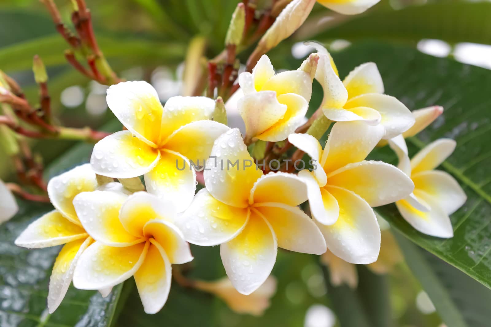 white and yellow frangipani flowers with leaves in background