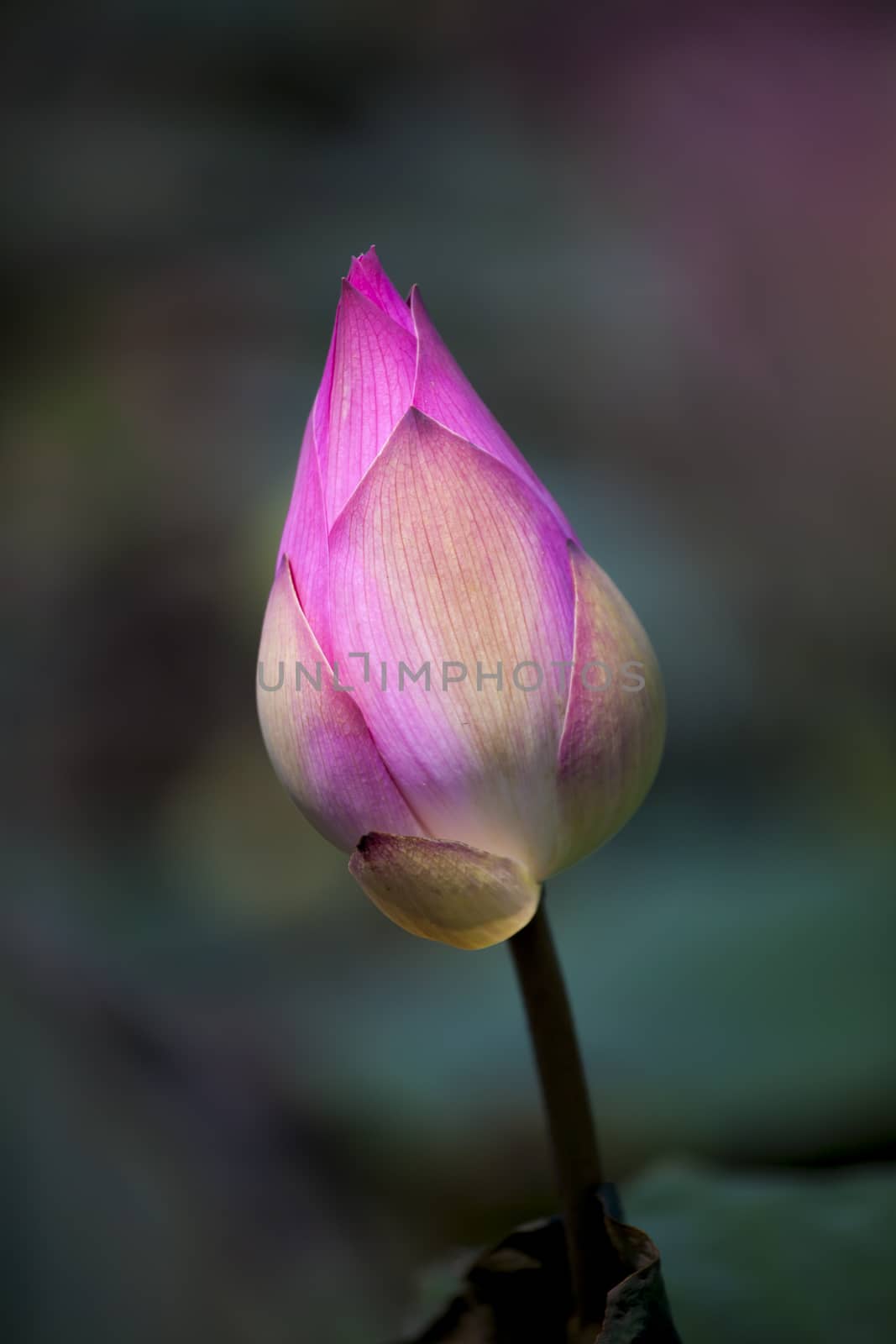 Lotus flower and Lotus flower plants in natural