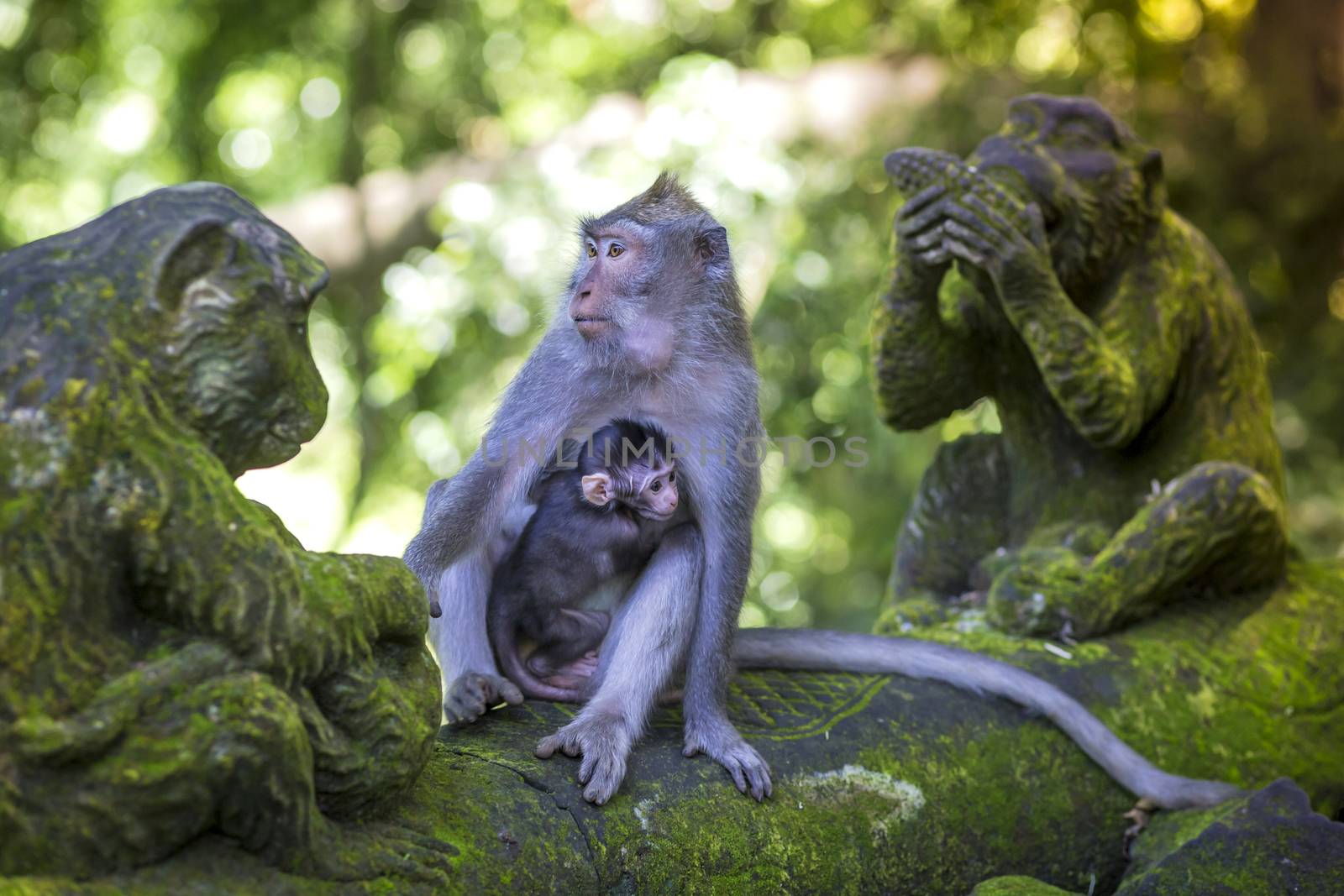 Long Tailed Macaque with her Infant , Sacred Monkey Forest, Ubud. Bali, Indonesia