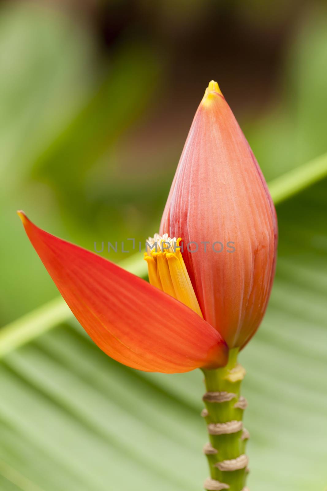 banana blossom and bananas bunch on the tree.