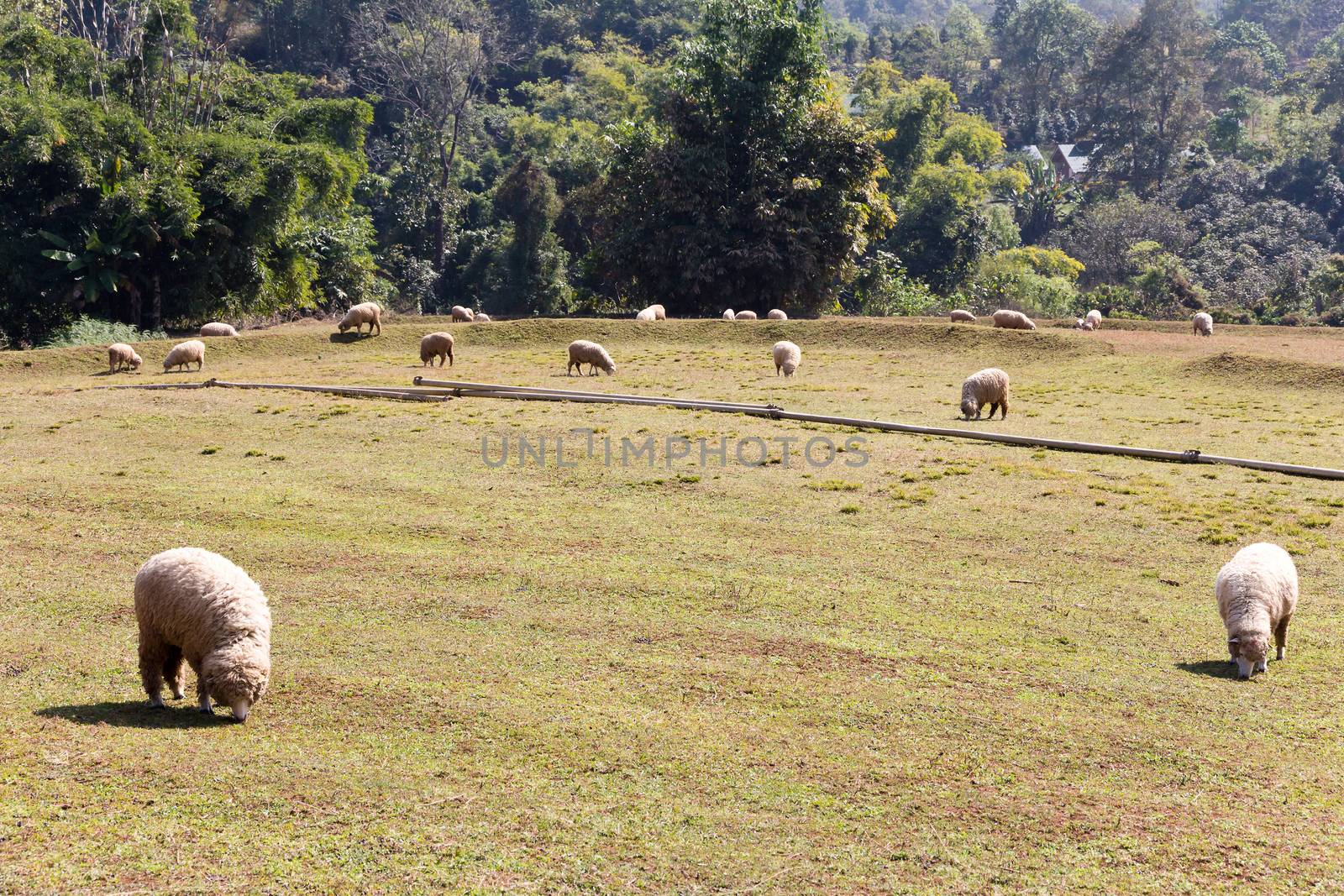 Sheep grazing in the farm