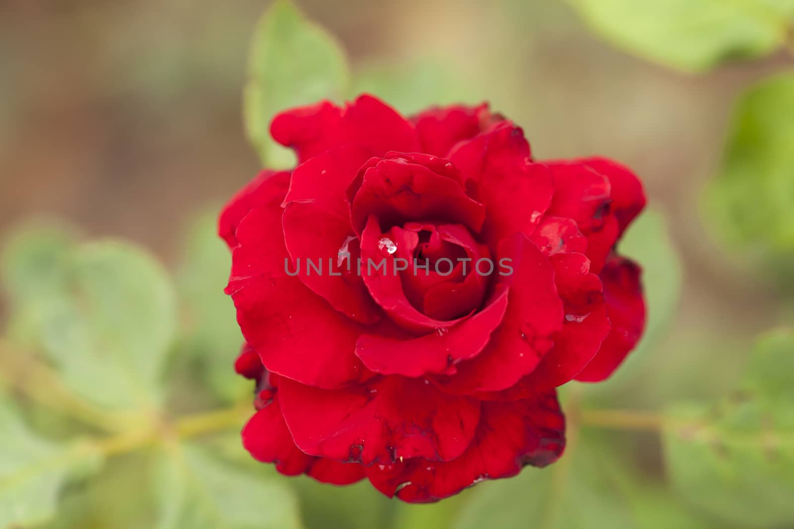 red rose by Chattranusorn09