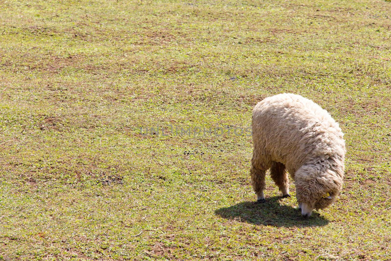 Sheep grazing in the farm