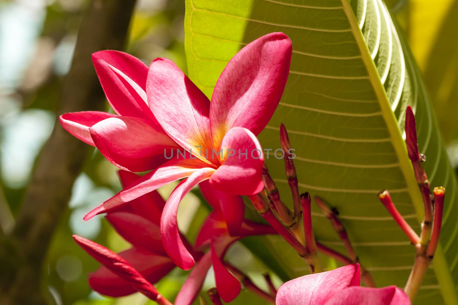 pink frangipani blossom by Chattranusorn09