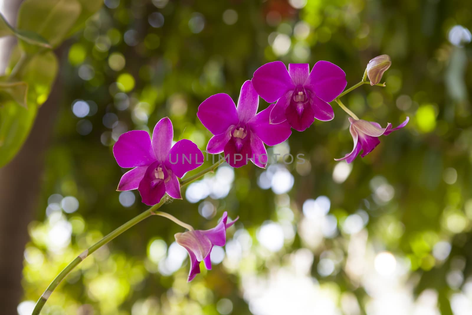 Pink orchid flower in bloom. by Chattranusorn09