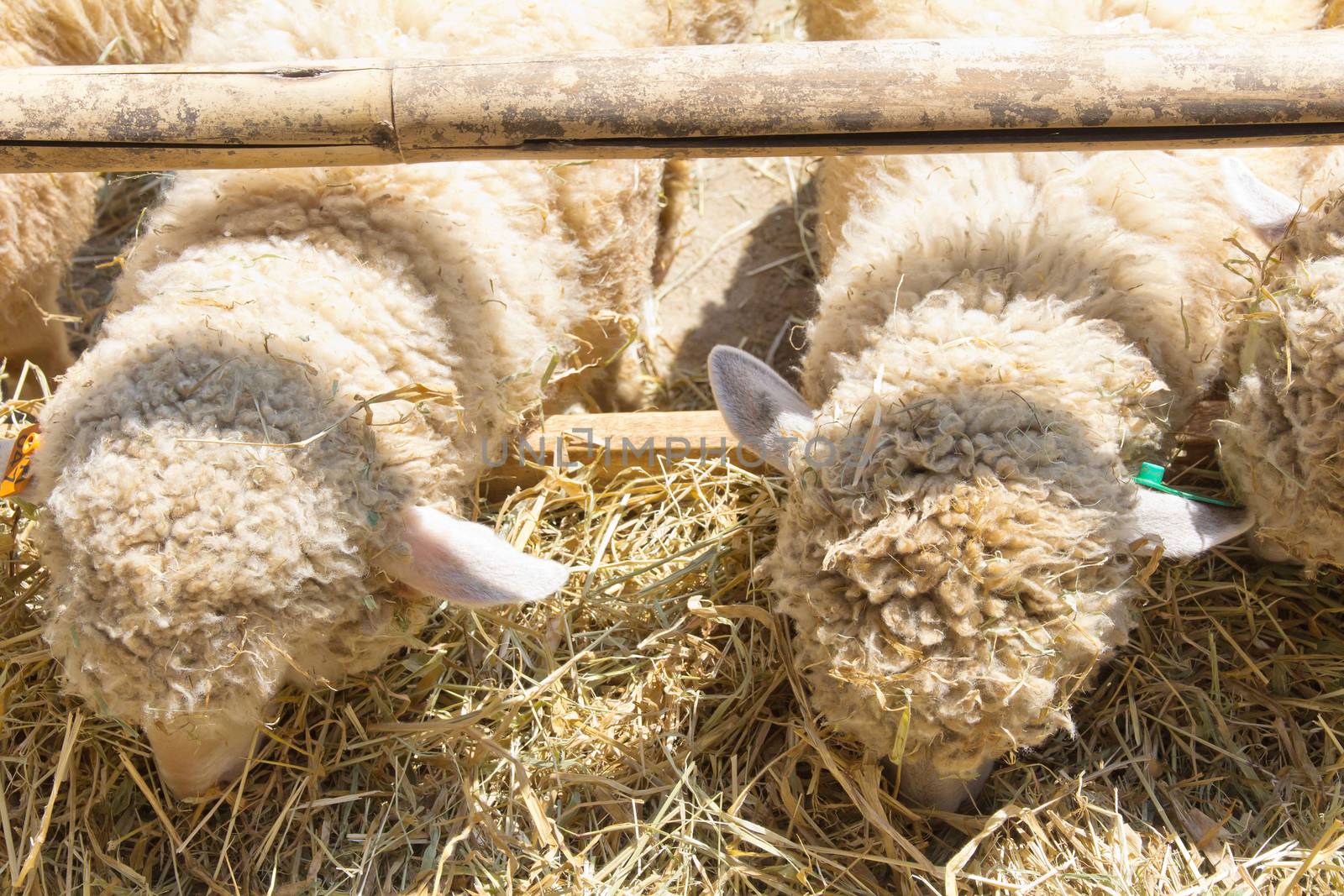 Sheep grazing in the farm close up