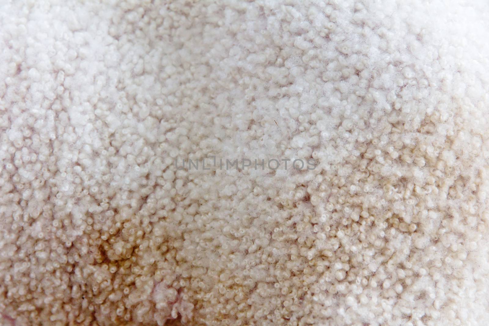 Lambswool background texture