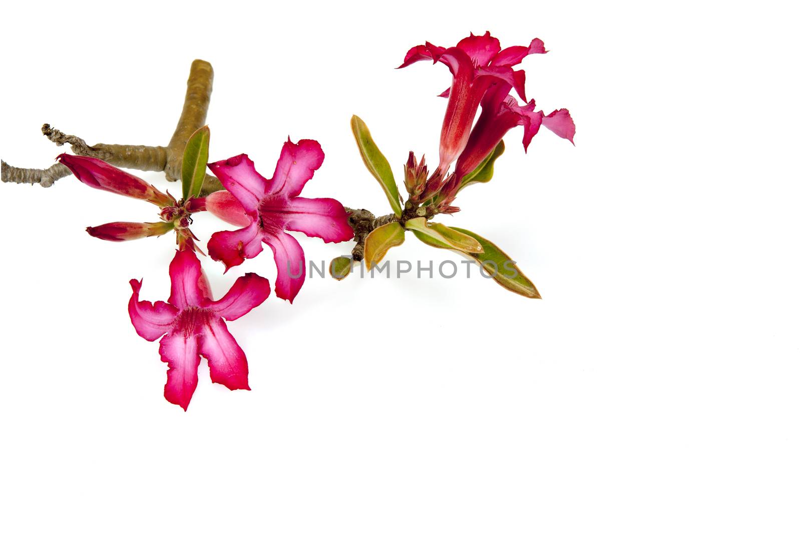 Closeup of Pink Bigononia or Desert Rose by Chattranusorn09