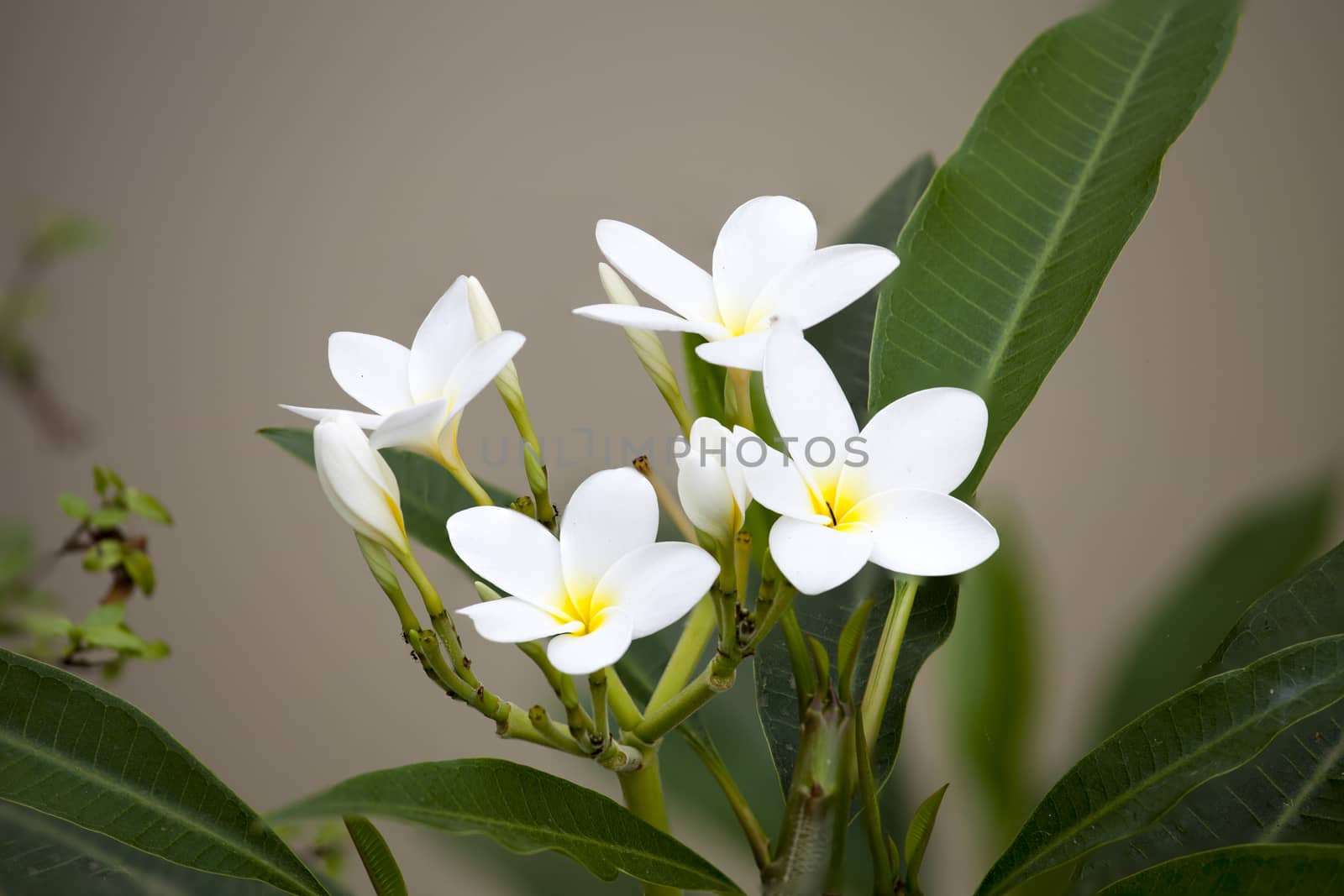 White frangipani flowers on blanch by Chattranusorn09