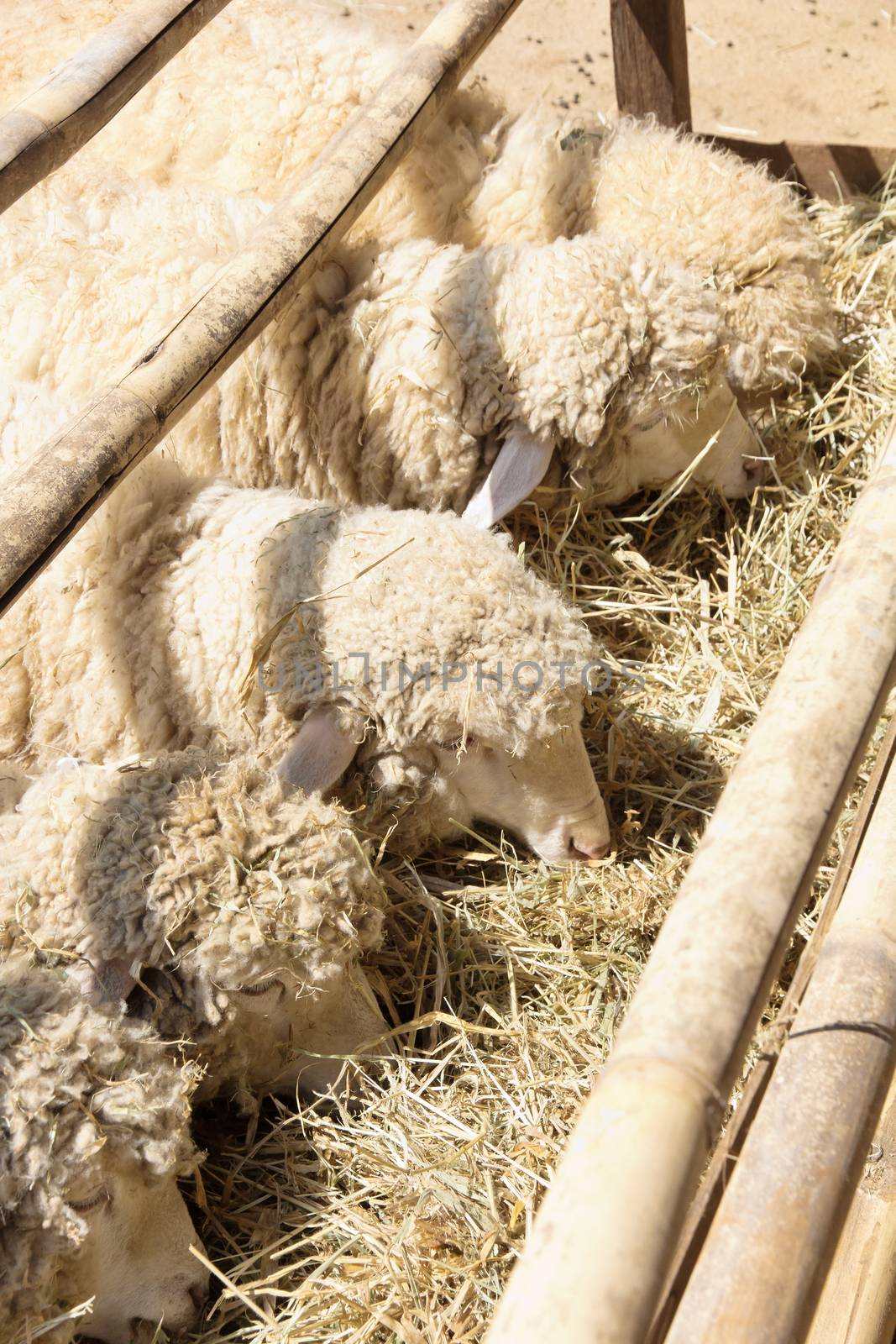 Sheep grazing in the farm background