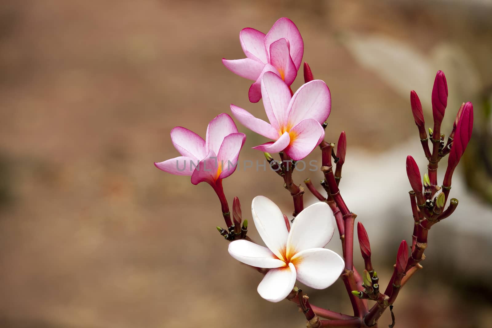 pink frangipani flowers by Chattranusorn09