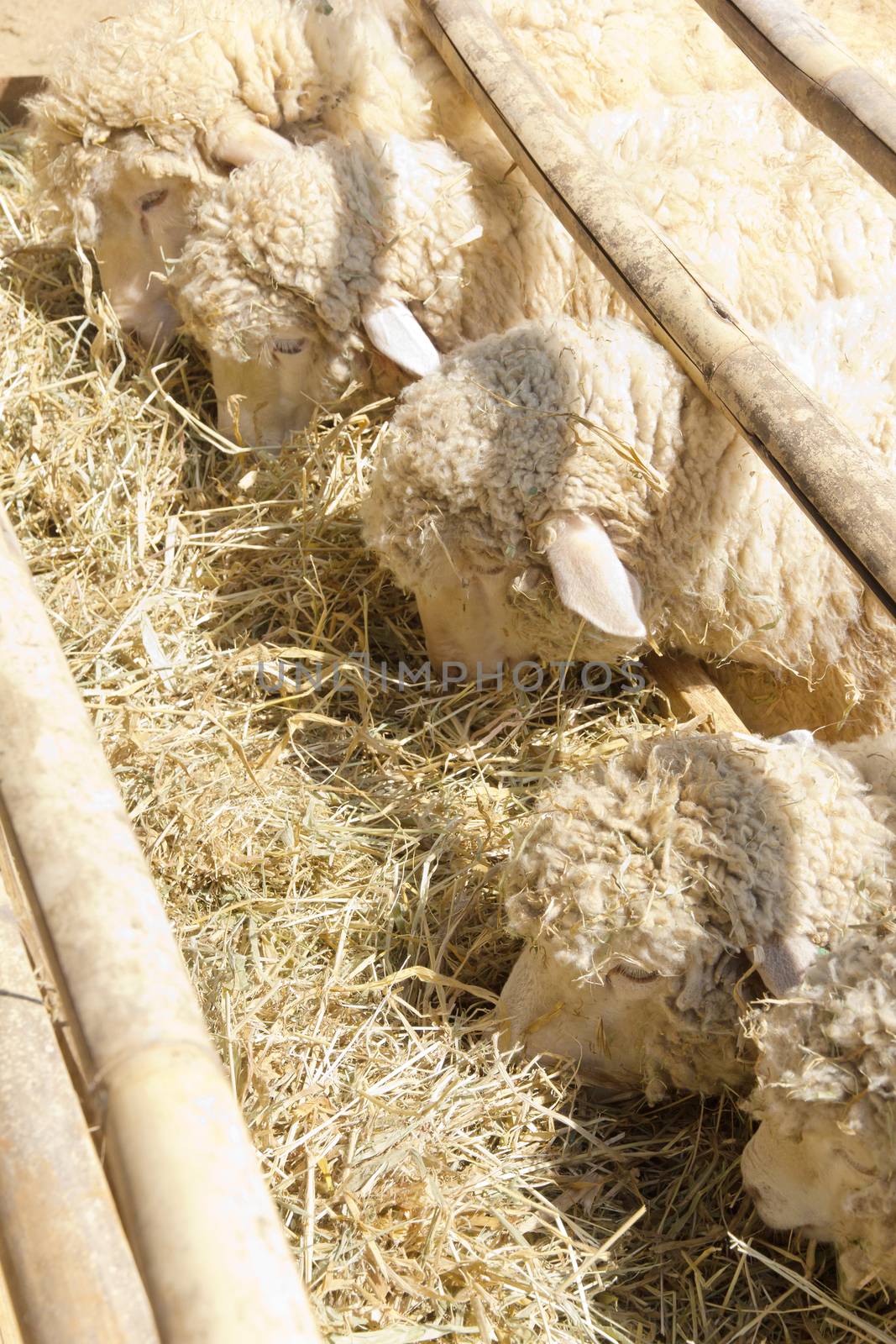 Sheep grazing in the farm