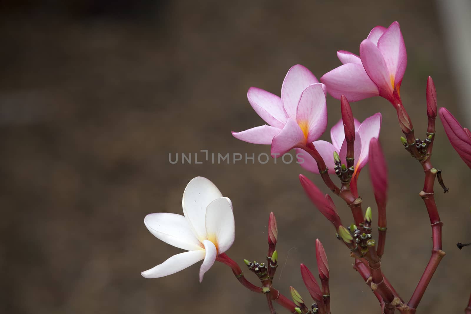 pink frangipani flowers Close up on nature background