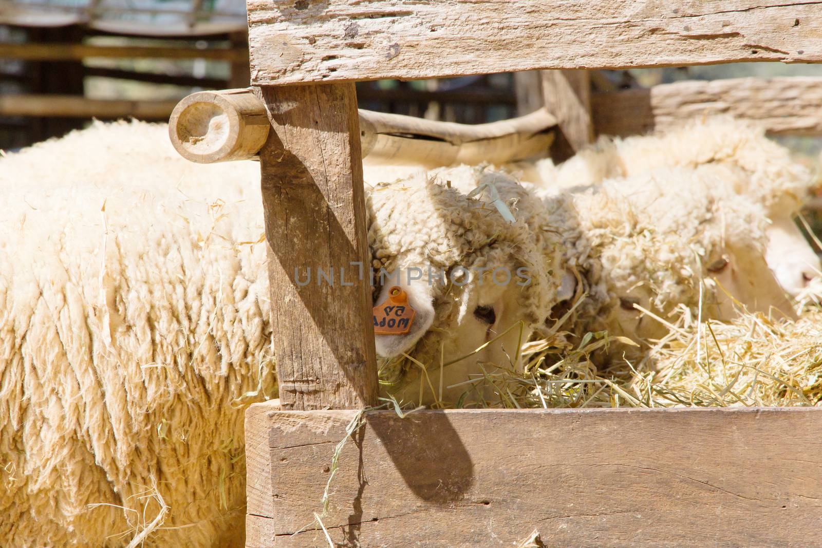 Sheep grazing in the farm