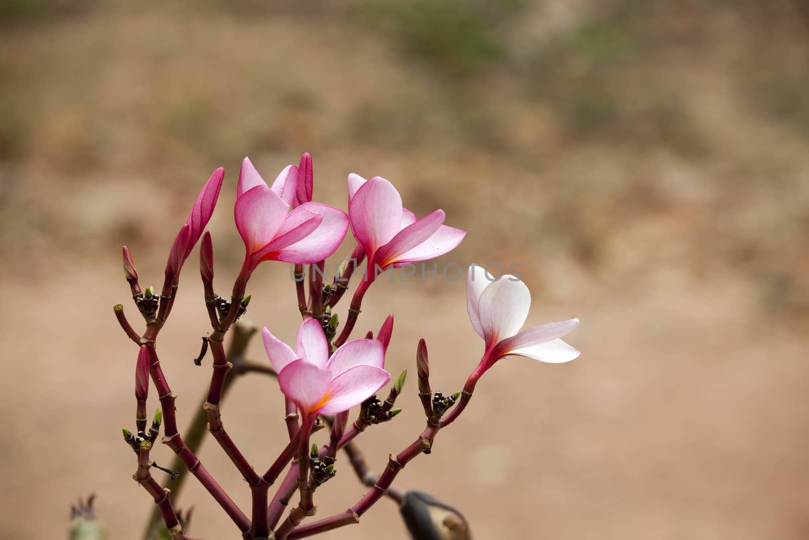pink frangipani flowers Close up on nature background