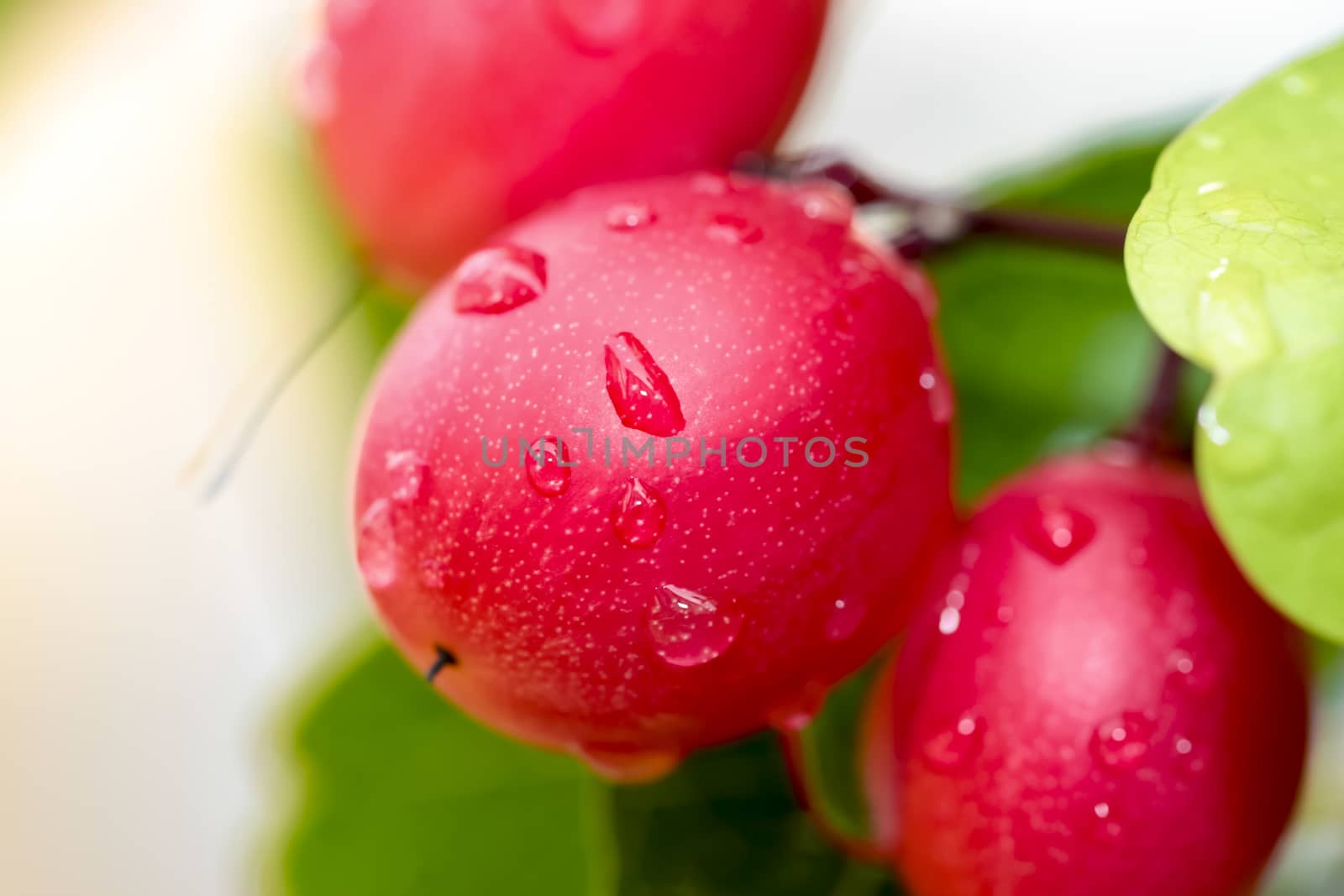 Karanda; Carunda; Christ's thorn fruit on tree after rain