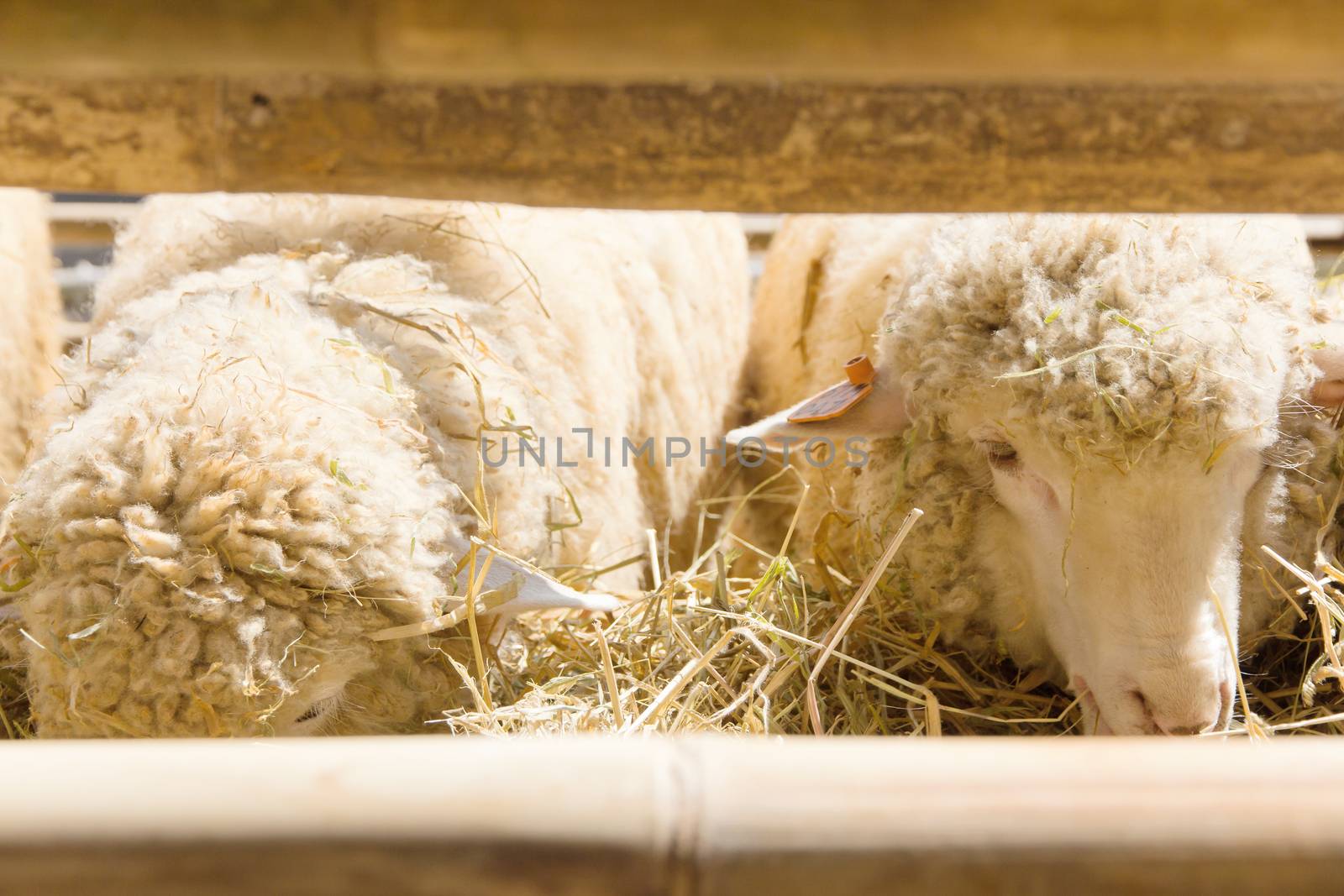 Image of Sheep grazing in the farm