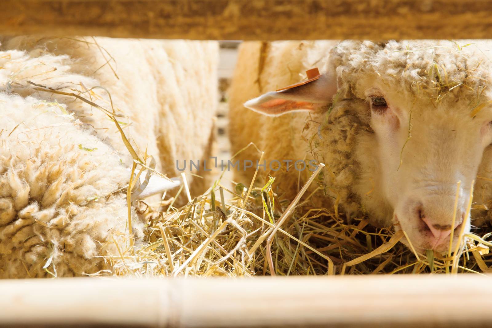 Sheep grazing in the farm background